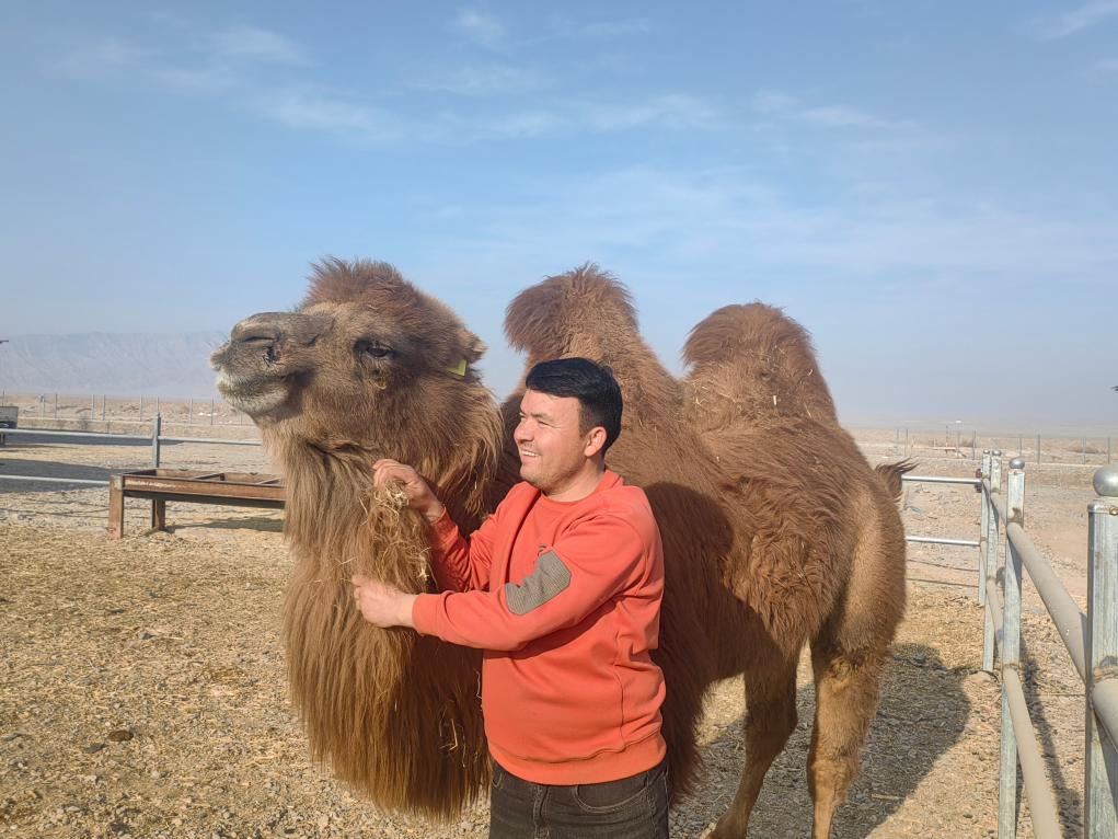 新疆戈壁绿洲__新疆戈壁滩骆驼