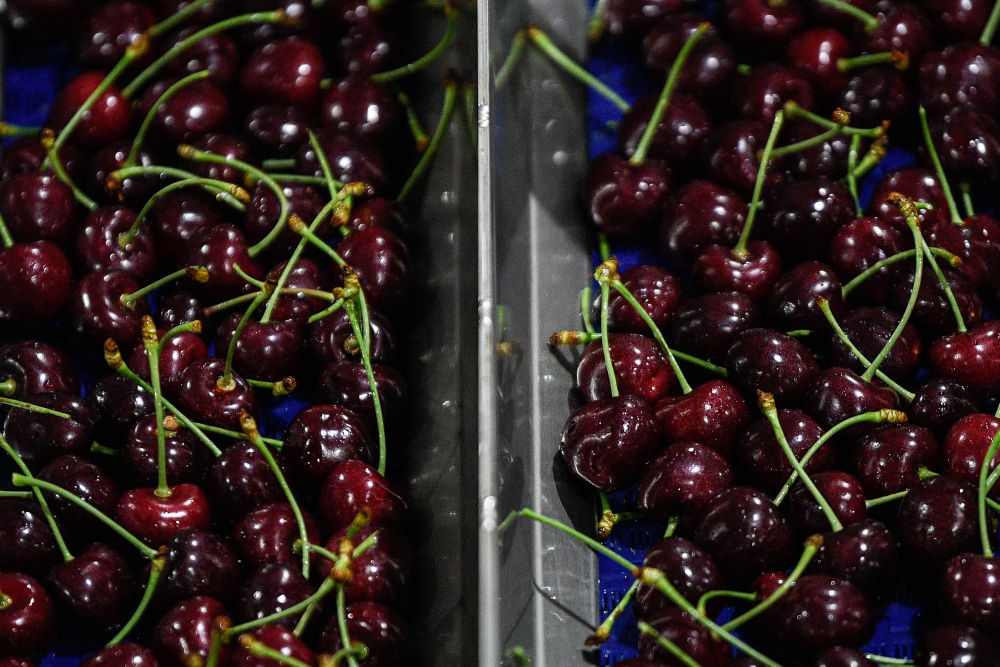 _一带一路故事绘 | 漂洋过海的智利“车厘子快线”_一带一路故事绘 | 漂洋过海的智利“车厘子快线”