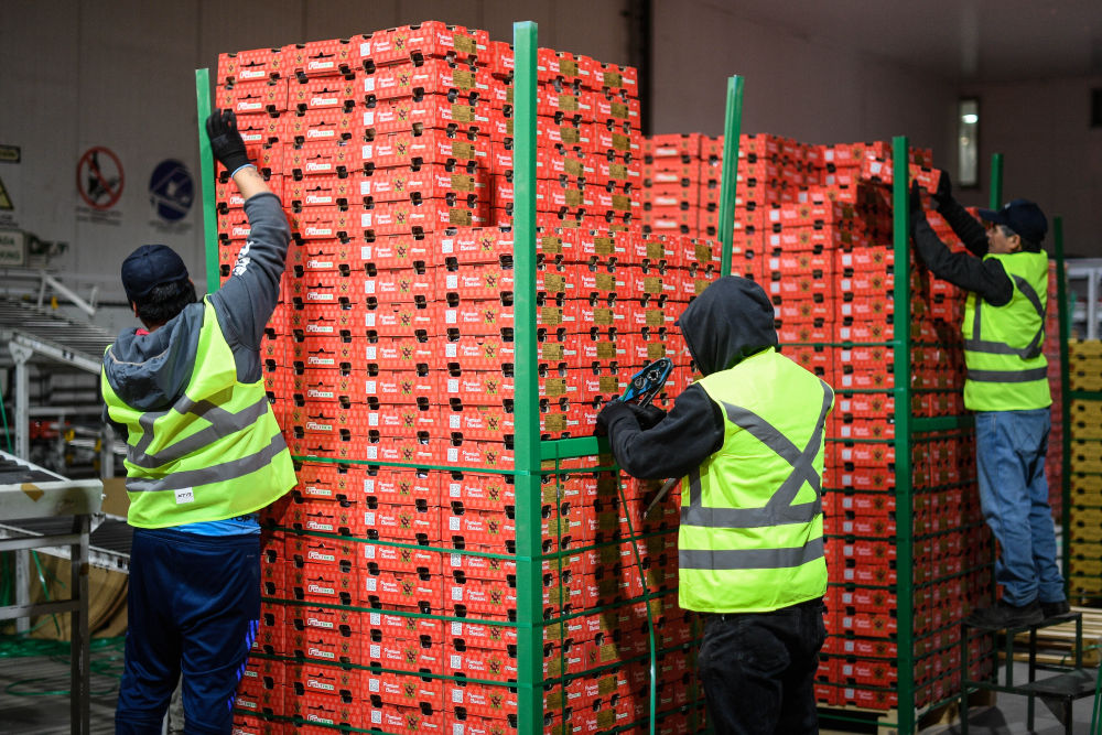 一带一路故事绘 | 漂洋过海的智利“车厘子快线”__一带一路故事绘 | 漂洋过海的智利“车厘子快线”