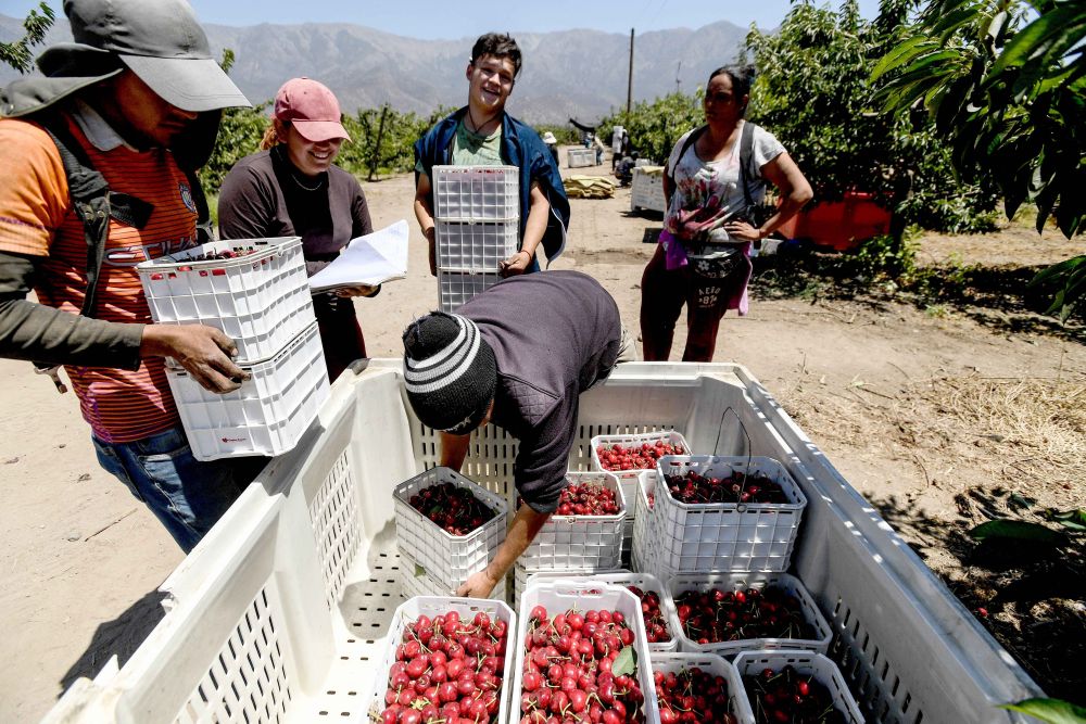 一带一路故事绘 | 漂洋过海的智利“车厘子快线”_一带一路故事绘 | 漂洋过海的智利“车厘子快线”_