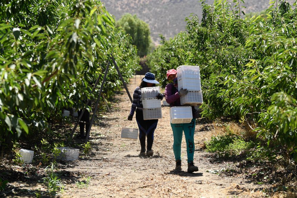 一带一路故事绘 | 漂洋过海的智利“车厘子快线”__一带一路故事绘 | 漂洋过海的智利“车厘子快线”