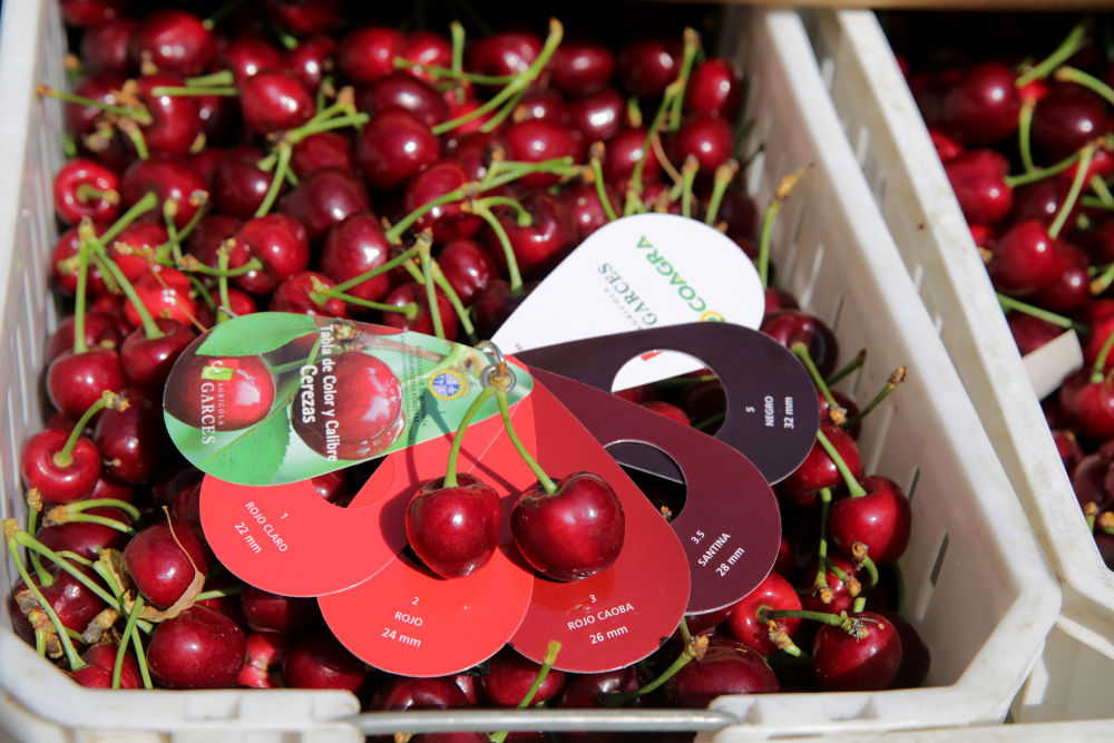 _一带一路故事绘 | 漂洋过海的智利“车厘子快线”_一带一路故事绘 | 漂洋过海的智利“车厘子快线”