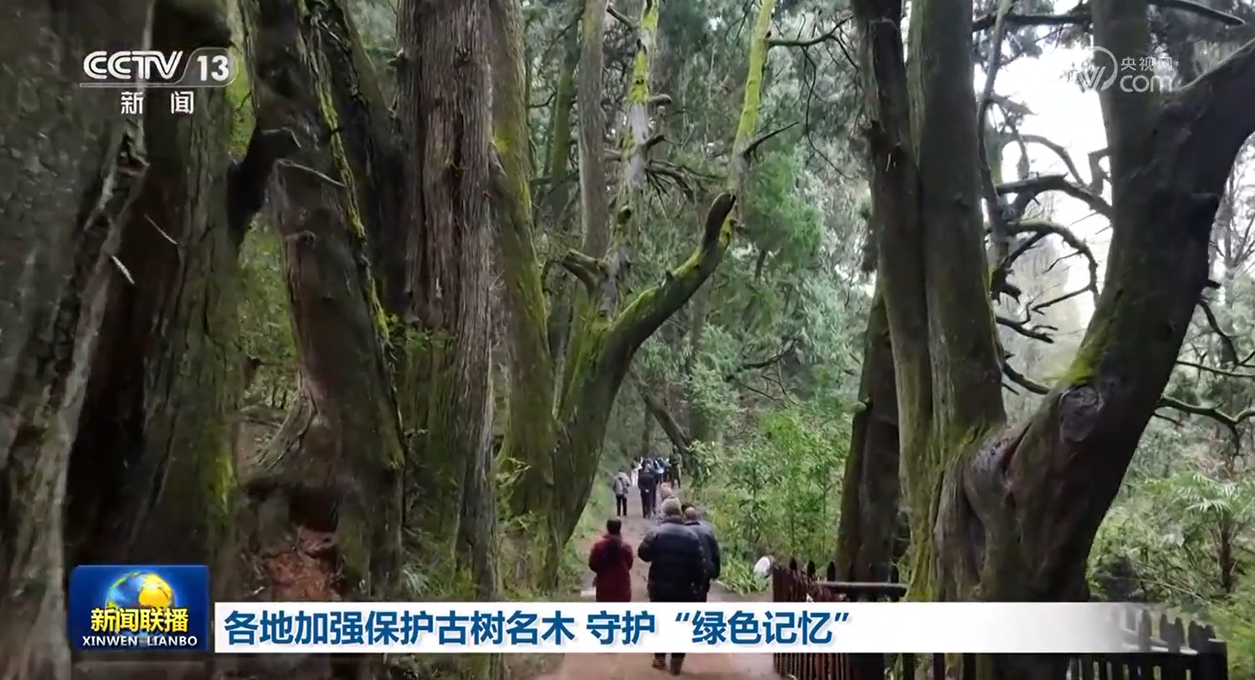 _保护古树名木的标语_保护古树名木