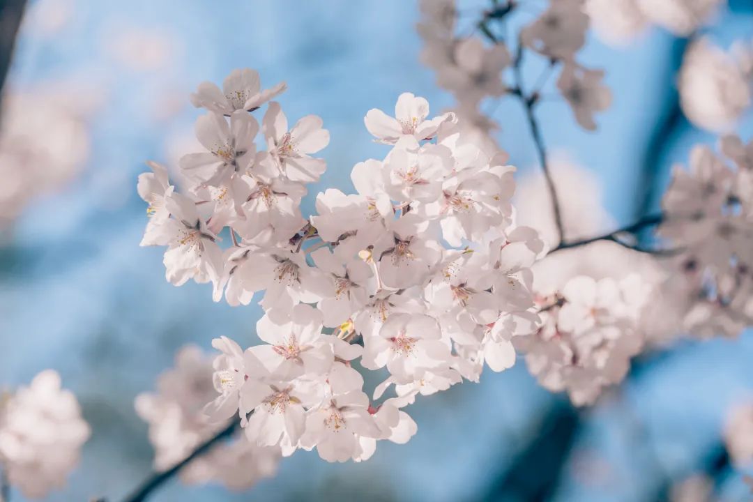 春天养肝的季节吃什么蔬菜好_春季养好肝食物_
