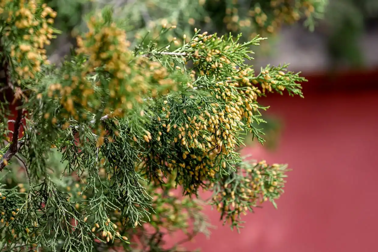关于花粉过敏的9个问题，我们帮您问了