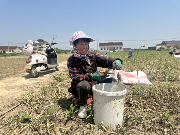 高质量发展看中国｜小小大蒜种出“辣”经济_高质量发展看中国｜小小大蒜种出“辣”经济_